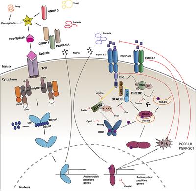 Beyond Host Defense: Deregulation of Drosophila Immunity and Age-Dependent Neurodegeneration